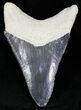 Bone Valley Megalodon Tooth #22146-2